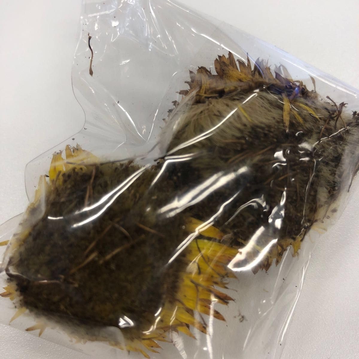 Amazon.co.jp: 黄色 ヘリクリサムタネ 種 ムギワラギク 麦藁菊の